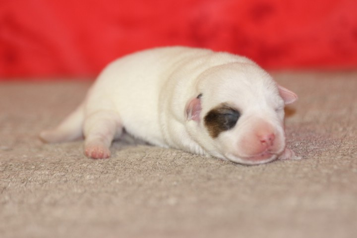 des Diamants Verts - Chiots disponibles - Jack Russell Terrier