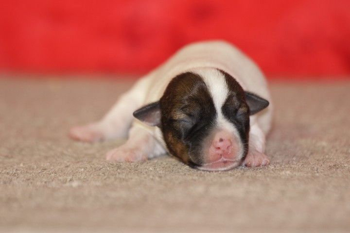 des Diamants Verts - Chiots disponibles - Jack Russell Terrier