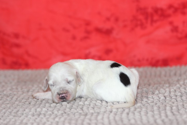 des Diamants Verts - Chiots disponibles - Setter Anglais
