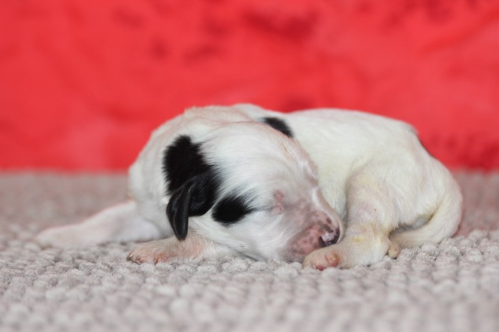 des Diamants Verts - Chiots disponibles - Setter Anglais