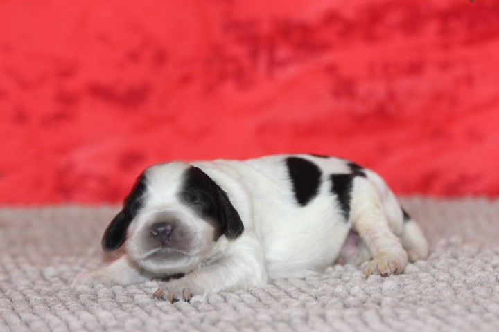 des Diamants Verts - Chiots disponibles - Setter Anglais