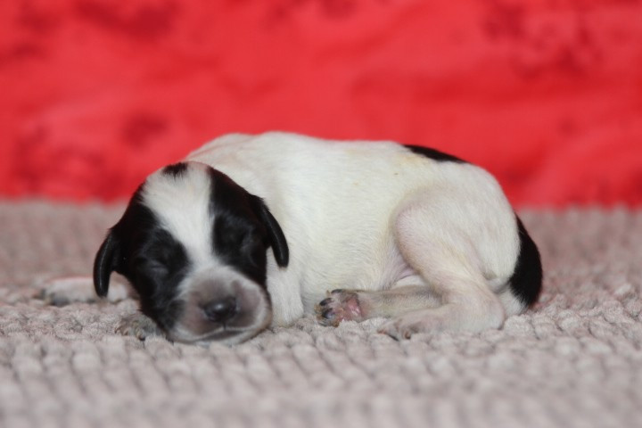 des Diamants Verts - Chiots disponibles - Setter Anglais
