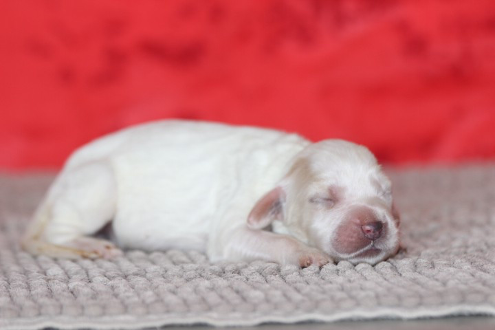 des Diamants Verts - Chiots disponibles - Setter Anglais