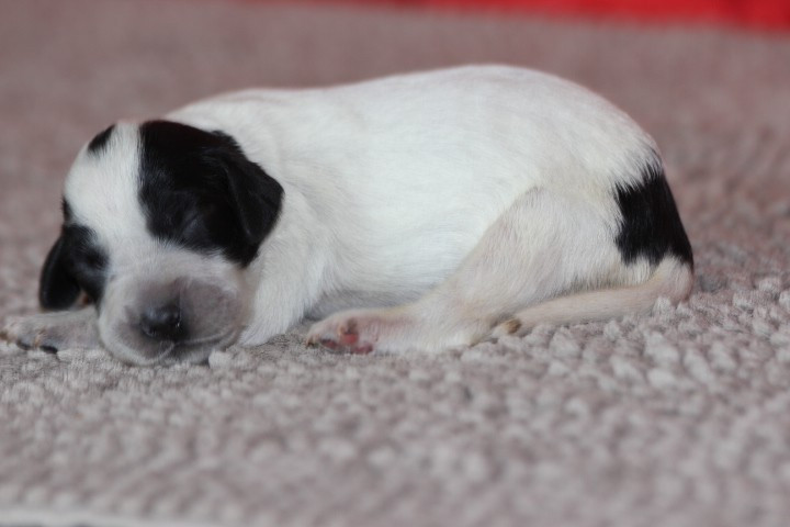des Diamants Verts - Chiots disponibles - Setter Anglais