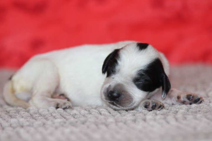 des Diamants Verts - Chiots disponibles - Setter Anglais