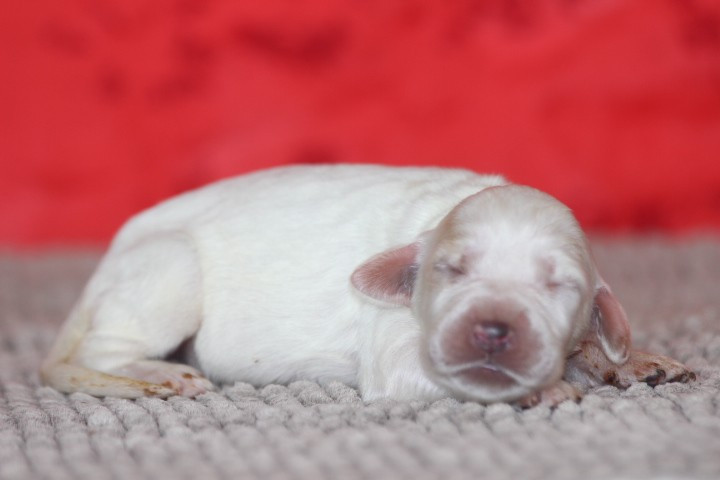 des Diamants Verts - Chiots disponibles - Setter Anglais