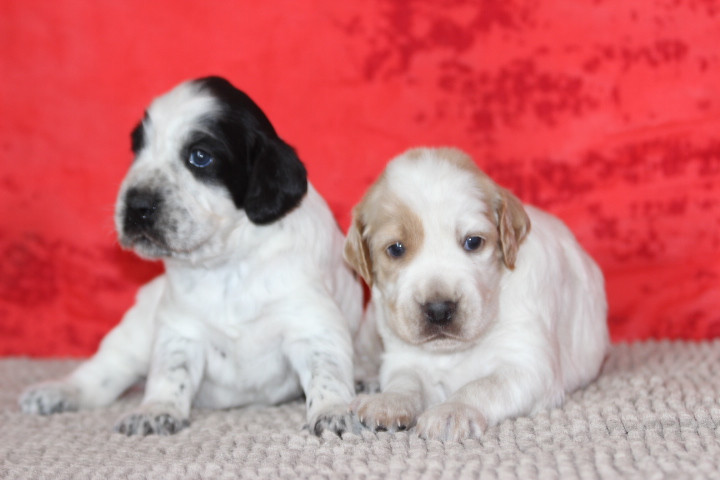 Chiot Setter Anglais des Diamants Verts