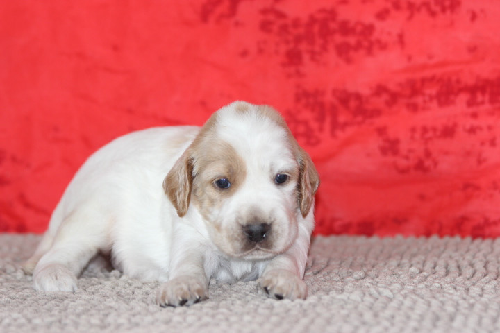des Diamants Verts - Chiots disponibles - Setter Anglais