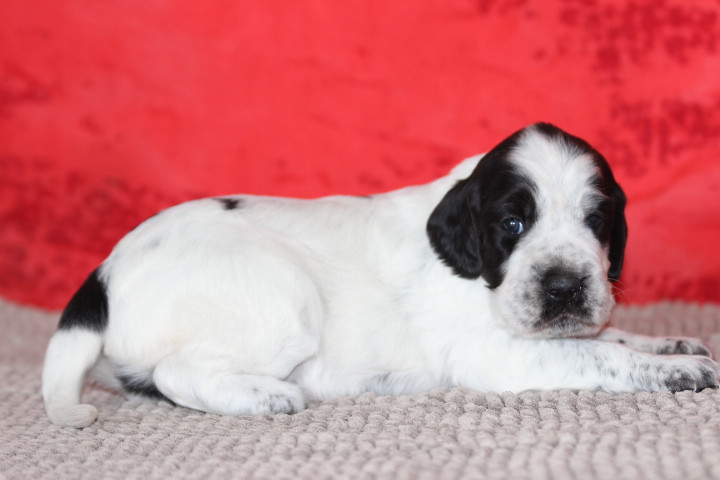 des Diamants Verts - Chiots disponibles - Setter Anglais