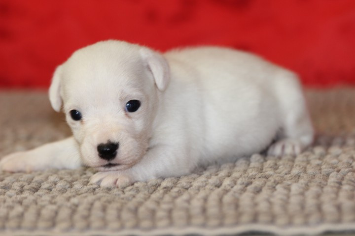 des Diamants Verts - Chiots disponibles - Jack Russell Terrier