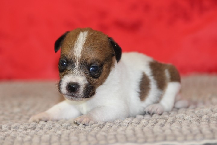 des Diamants Verts - Chiots disponibles - Jack Russell Terrier