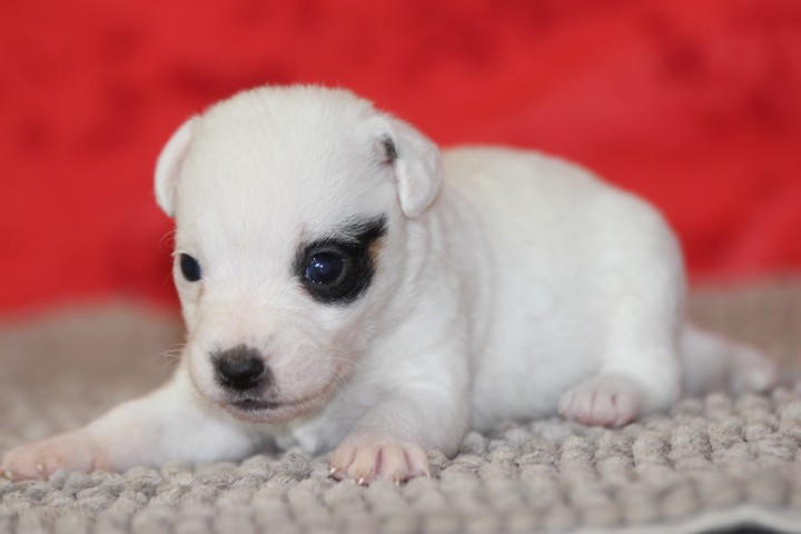 des Diamants Verts - Chiots disponibles - Jack Russell Terrier