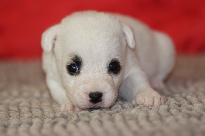 des Diamants Verts - Chiots disponibles - Jack Russell Terrier