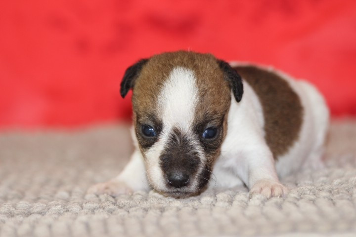des Diamants Verts - Chiots disponibles - Jack Russell Terrier