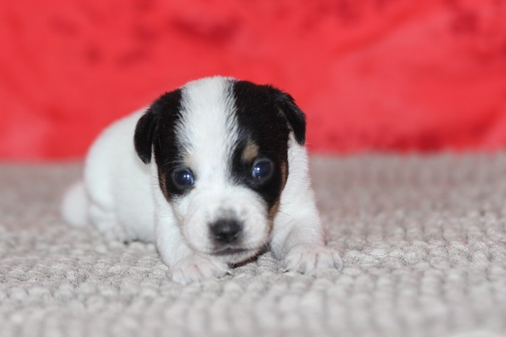 des Diamants Verts - Chiots disponibles - Jack Russell Terrier