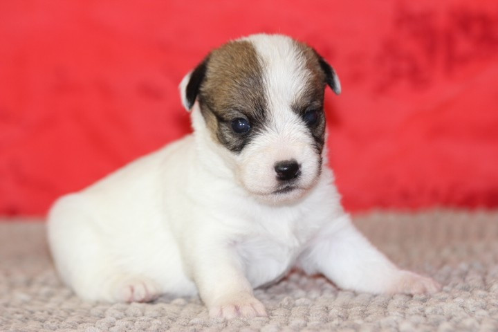 des Diamants Verts - Jack Russell Terrier - Portée née le 23/07/2026