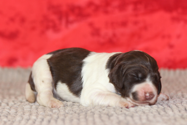 des Diamants Verts - Chiots disponibles - Epagneul Français