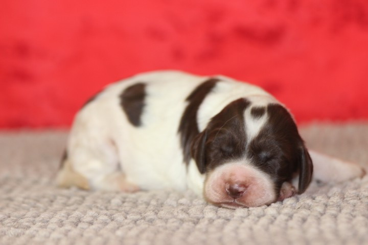 des Diamants Verts - Chiots disponibles - Epagneul Français