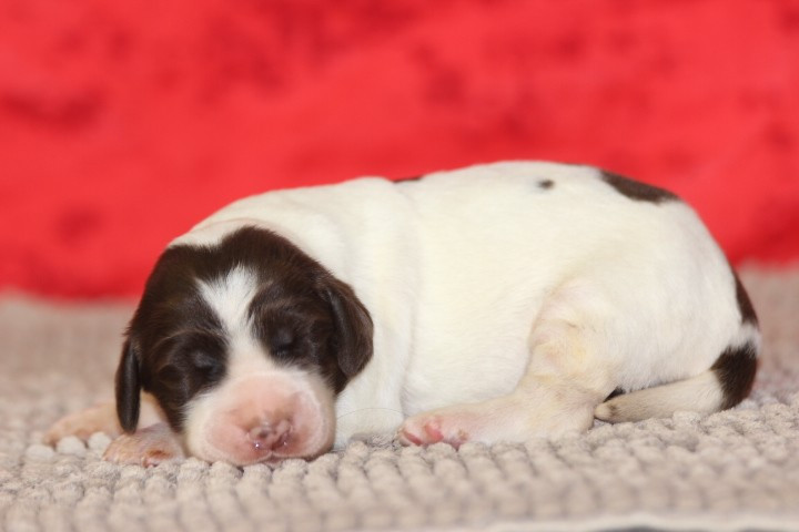 des Diamants Verts - Chiots disponibles - Epagneul Français