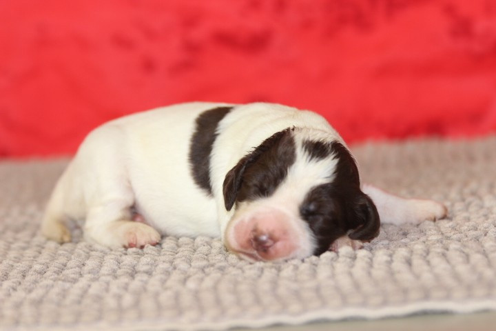 des Diamants Verts - Chiots disponibles - Epagneul Français