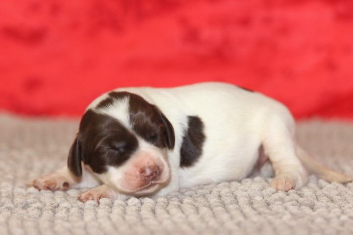 des Diamants Verts - Chiots disponibles - Epagneul Français