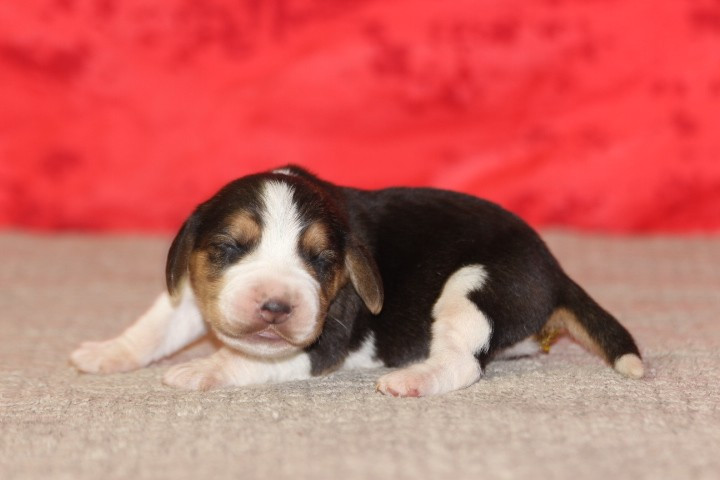 des Diamants Verts - Chiots disponibles - Beagle