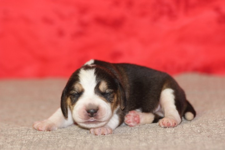 des Diamants Verts - Chiots disponibles - Beagle