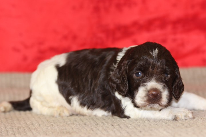 des Diamants Verts - Chiots disponibles - English Springer Spaniel