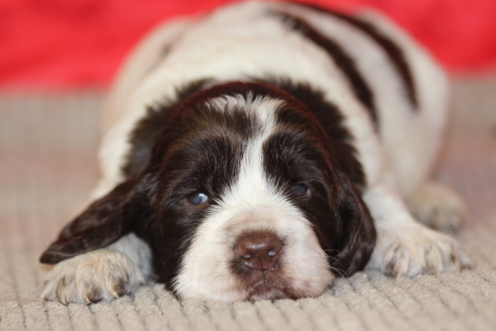 des Diamants Verts - Chiots disponibles - English Springer Spaniel
