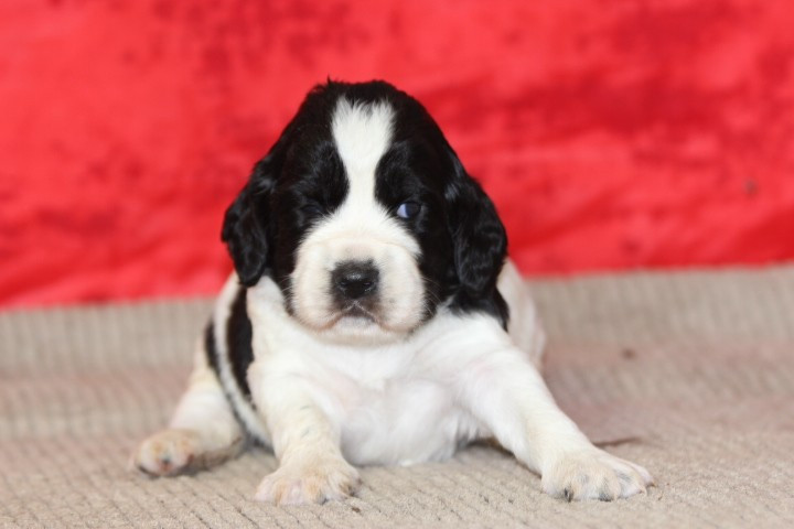 des Diamants Verts - Chiots disponibles - English Springer Spaniel