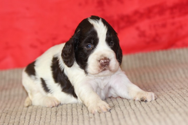 des Diamants Verts - Chiots disponibles - English Springer Spaniel