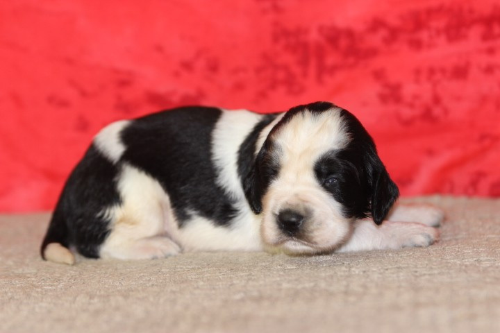 des Diamants Verts - Chiots disponibles - English Springer Spaniel