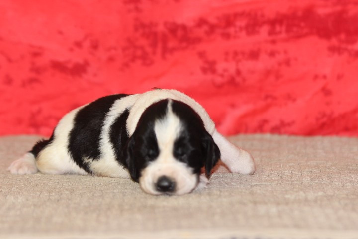 des Diamants Verts - Chiots disponibles - English Springer Spaniel