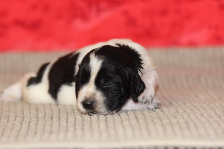 des Diamants Verts - Chiots disponibles - English Springer Spaniel