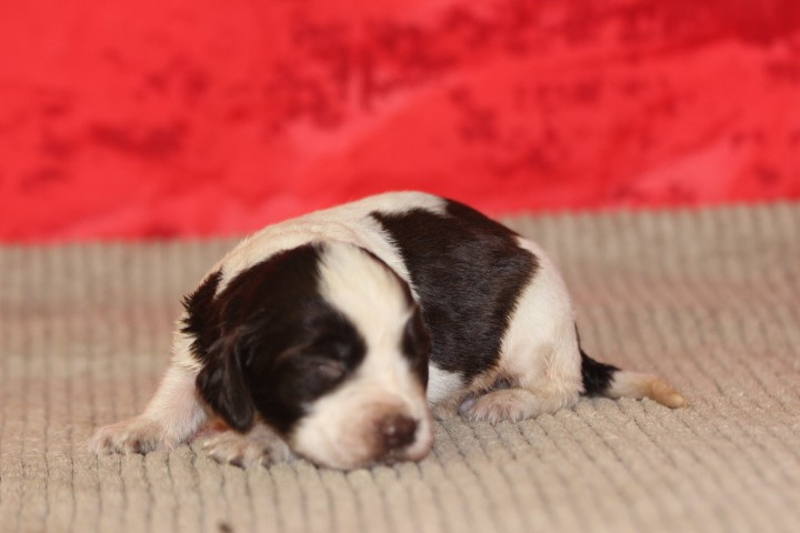 des Diamants Verts - Chiots disponibles - English Springer Spaniel