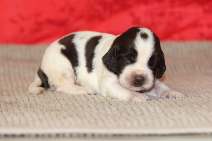 des Diamants Verts - Chiots disponibles - English Springer Spaniel