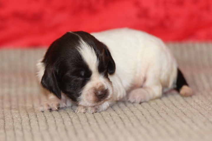 des Diamants Verts - Chiots disponibles - English Springer Spaniel