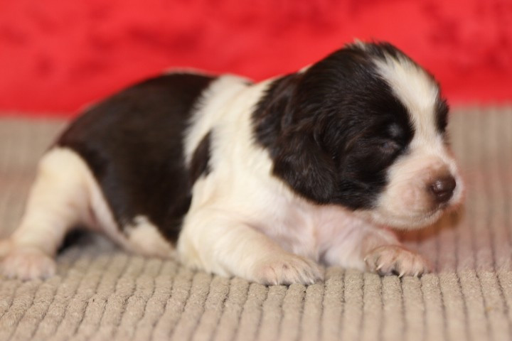 des Diamants Verts - Chiots disponibles - English Springer Spaniel