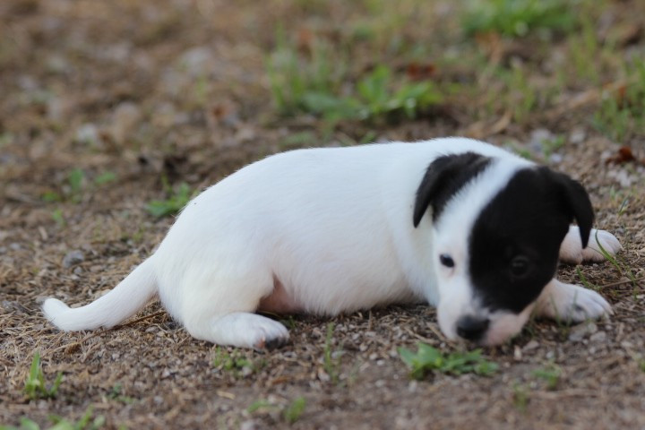 des Diamants Verts - Chiots disponibles - Jack Russell Terrier