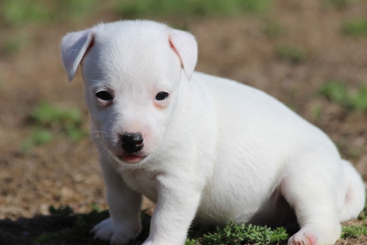 des Diamants Verts - Chiots disponibles - Jack Russell Terrier