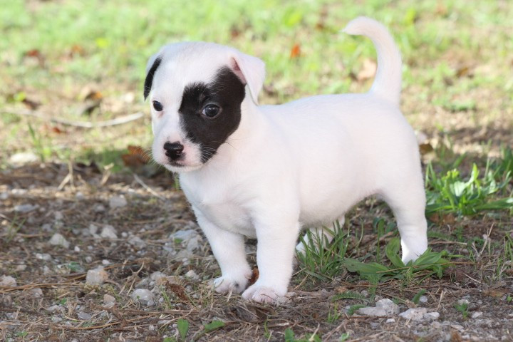 des Diamants Verts - Chiots disponibles - Jack Russell Terrier