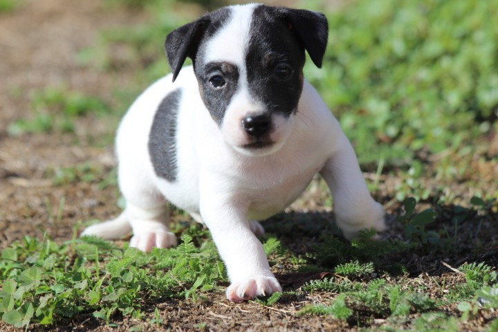 des Diamants Verts - Chiots disponibles - Jack Russell Terrier