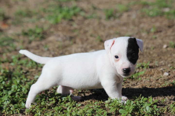 des Diamants Verts - Chiots disponibles - Jack Russell Terrier