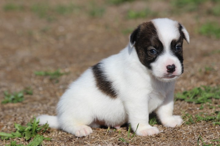 des Diamants Verts - Chiots disponibles - Jack Russell Terrier