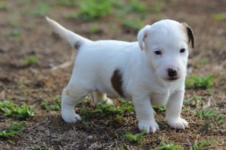 des Diamants Verts - Chiots disponibles - Jack Russell Terrier