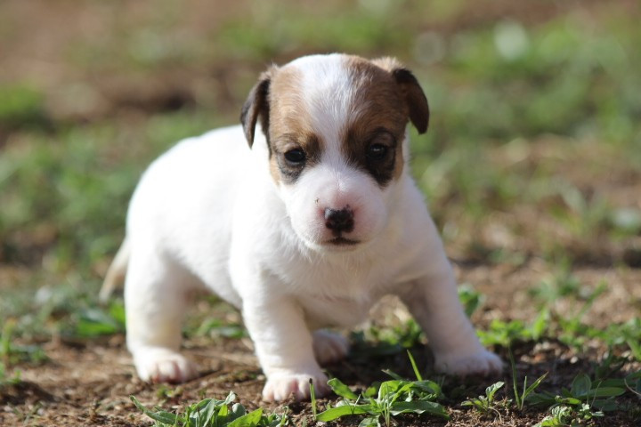 des Diamants Verts - Chiots disponibles - Jack Russell Terrier