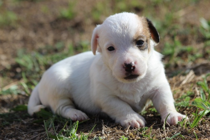 des Diamants Verts - Chiots disponibles - Jack Russell Terrier