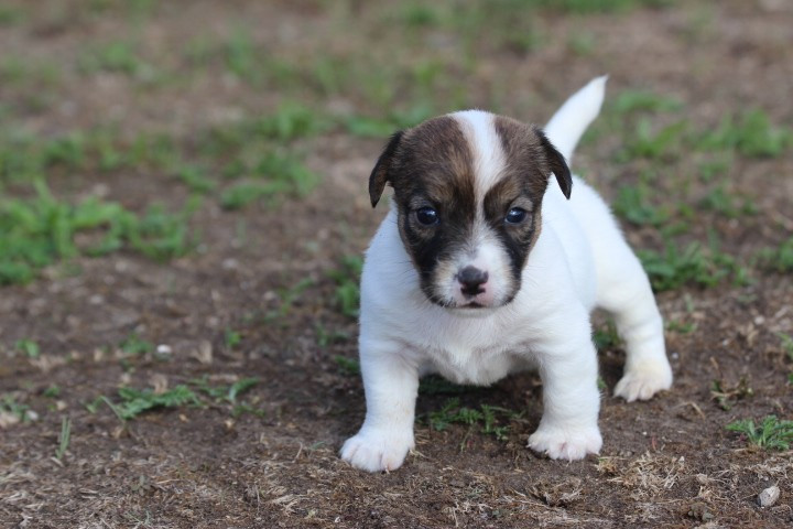 des Diamants Verts - Chiots disponibles - Jack Russell Terrier