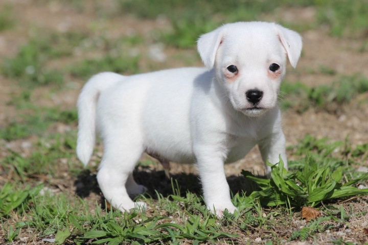 des Diamants Verts - Chiots disponibles - Jack Russell Terrier