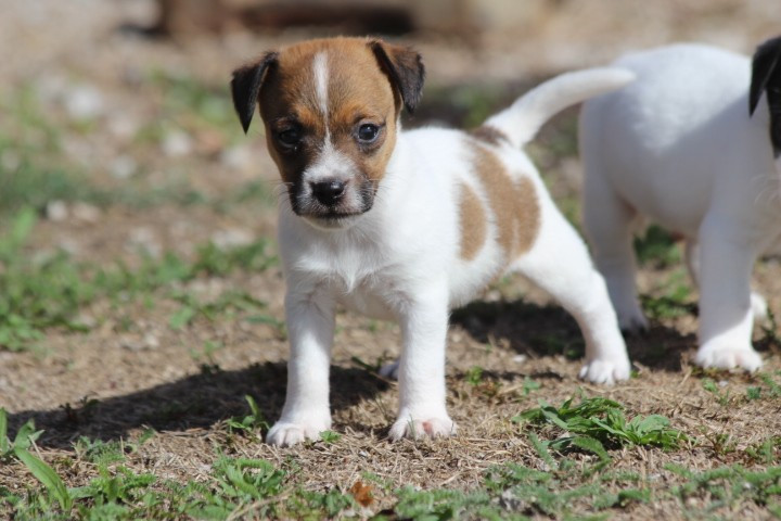 des Diamants Verts - Chiots disponibles - Jack Russell Terrier